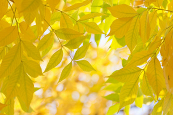 Картинка природа листья ветки осень макро