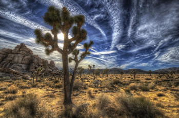 Картинка природа пустыни кактусы пустыня