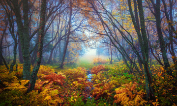 Картинка природа лес осень желтые листья ветки туман папоротник деревья