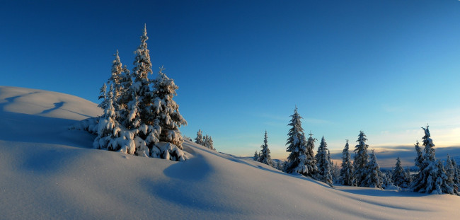 Обои картинки фото природа, зима, ель, деревья, холмы, снег, горизонт, мороз, закат, небо