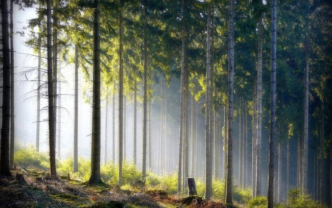 Обои картинки фото природа, лес, свет, деревья, сосны, бор