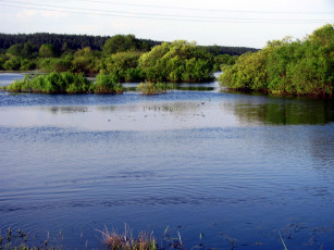 Картинка природа реки озера вода деревья кусты
