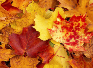 Картинка природа листья клен листва осень