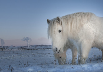Картинка животные лошади зима