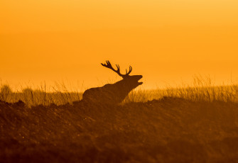 Картинка животные олени закат силуэт трава небо олень рога