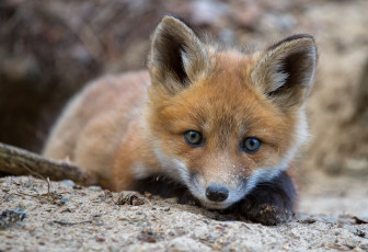 Картинка животные лисы лисичка