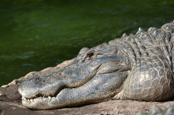 Картинка животные крокодилы челюсти