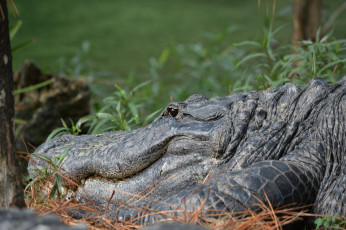 Картинка животные крокодилы челюсти