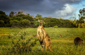 Картинка животные кенгуру природа австралия