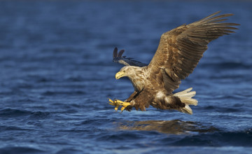 Картинка животные птицы+-+хищники орел море охота хищник когти