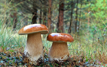 Картинка природа грибы пара дуэт