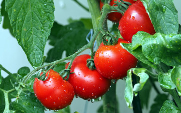 Картинка природа плоды помидоры томаты капли ветка