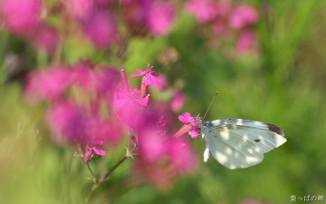 Картинка животные бабочки +мотыльки +моли луг цветок бабочка