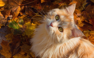 Картинка животные коты кошка усы листья мордочка пушистая взгляд рыжий кот осень