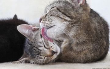 Картинка животные коты пары полосатые язык кошки