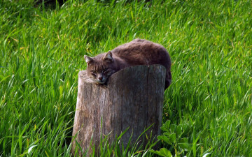 Картинка животные коты трава пень кот