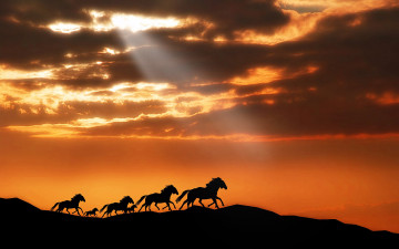 Картинка животные лошади силуэт закат горы