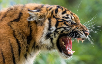 Картинка животные тигры тигр хищник оскал злюка дикая кошка морда