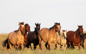 Картинка животные лошади бег поле