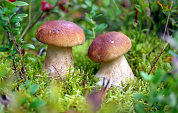 Картинка природа грибы дуэт пара