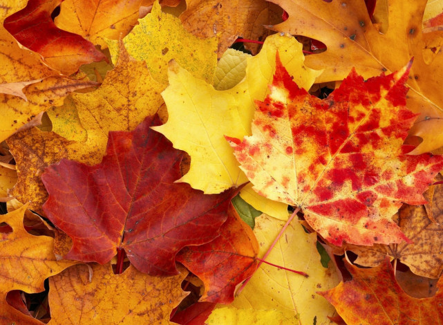 Обои картинки фото природа, листья, клен, листва, осень