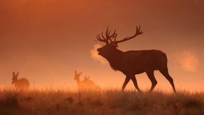 Обои картинки фото животные, олени, туман, утро
