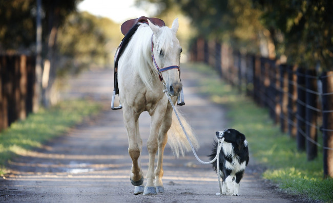 Обои картинки фото животные, разные вместе, собака, прогулка, поводья, лошадь