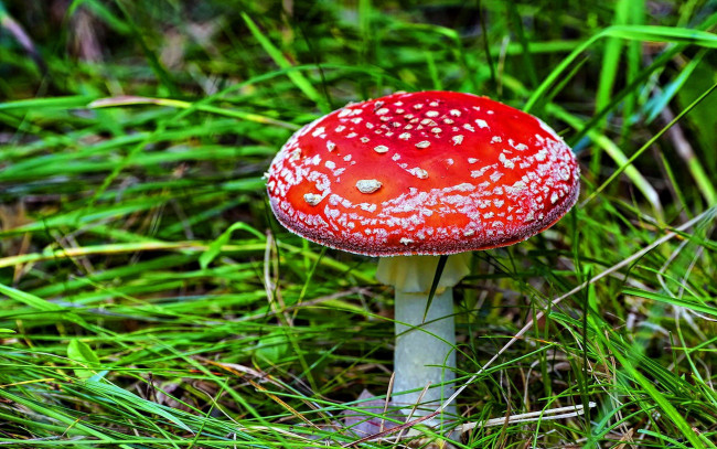 Обои картинки фото природа, грибы,  мухомор, трава, гриб, красная, шляпка