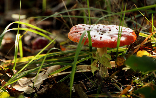 Обои картинки фото природа, грибы,  мухомор, трава, гриб, листва