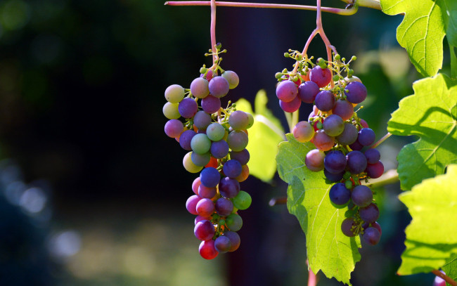 Обои картинки фото природа, Ягоды,  виноград, грозди