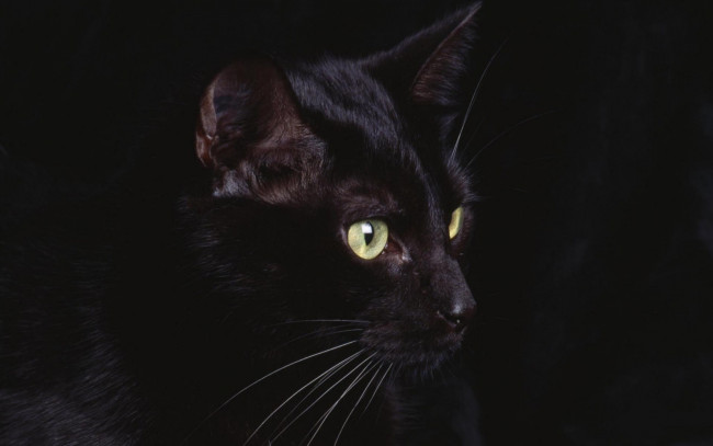 Обои картинки фото животные, коты, черный, кот, кошка