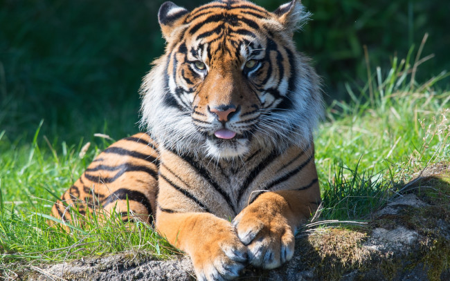 Обои картинки фото животные, тигры, тигр, морда, язык