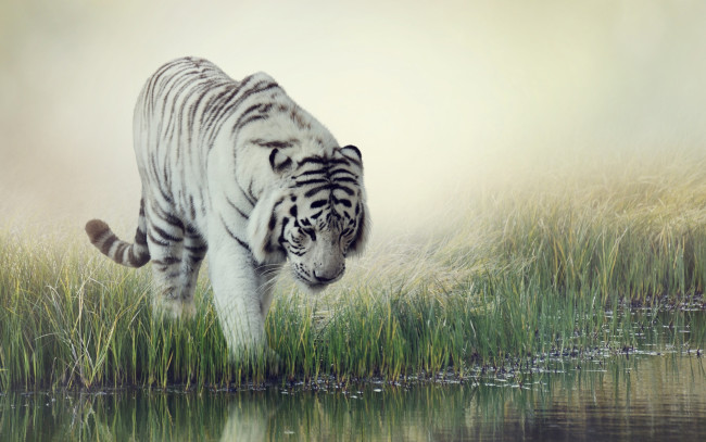 Обои картинки фото животные, тигры, вода, white, tiger, фон, тигр, размытие, водопой, трава, белый, полосатый