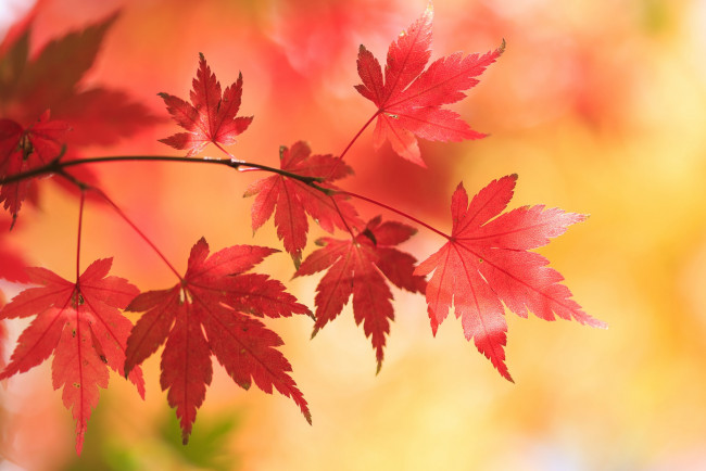 Обои картинки фото природа, листья, клён, осень, Японский, ветка, фон