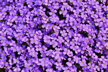 Картинка цветы обриета фиолетовый