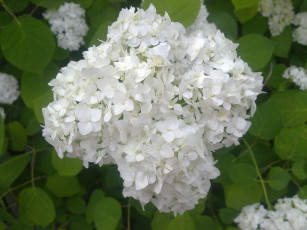 Картинка цветы гортензия белая