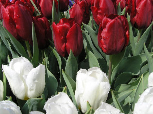 Картинка цветы тюльпаны капли красные белые