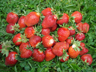 Картинка еда клубника земляника ягоды трава дары лето