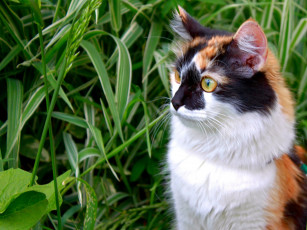 Картинка животные коты кот кошка трава