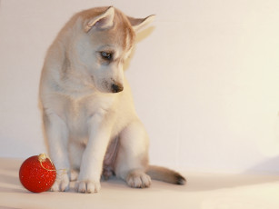 Картинка животные собаки хаски щенок собака шарик игрушка