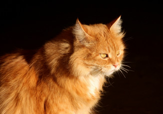 Картинка животные коты кот кошка рыжий