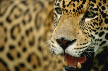 Картинка животные Ягуары ягуар