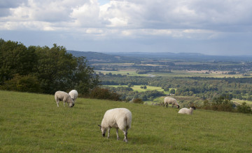 Картинка животные овцы бараны пейзаж трава деревья