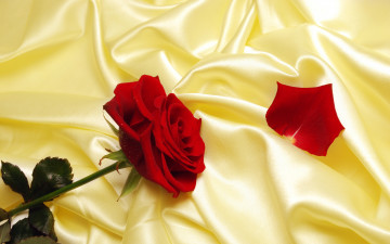 Картинка цветы розы роза лепесток шелк