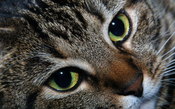 Картинка животные коты кошка кот глаза взгляд