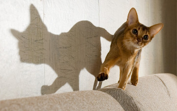 Картинка животные коты кот кошка абиссинская тень