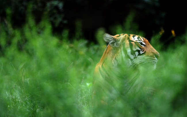 Обои картинки фото животные, тигры, тигр, трава, зелень