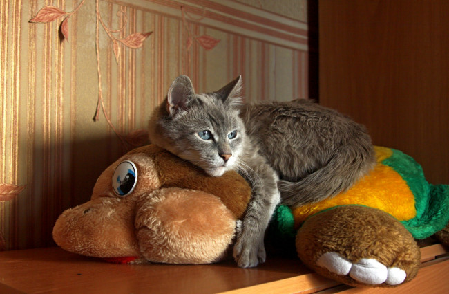Обои картинки фото животные, коты, кот, кошка, игрушка
