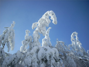 Картинка природа зима снег кусты