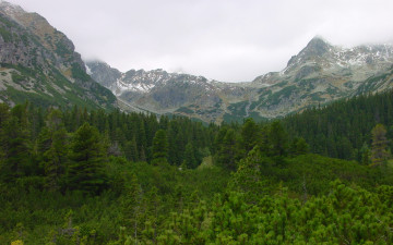 Картинка татры природа горы зелень